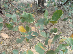 Quercus glaucescens