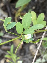 Acmispon parviflorus
