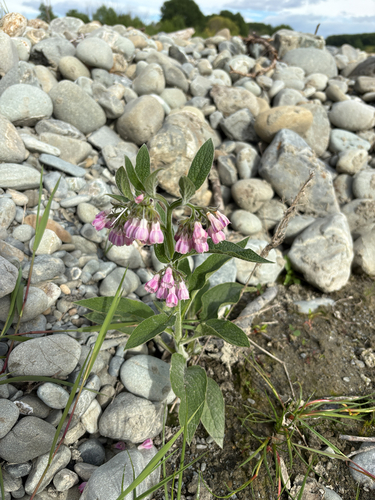 Symphytum officinale observed 2026-10-26