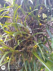 Maxillaria variabilis