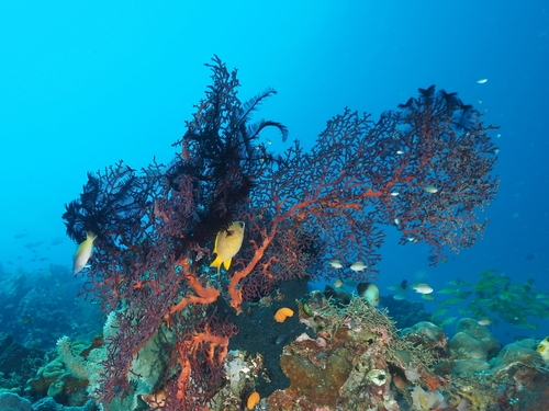 Chromis analis observed 2026-10-13