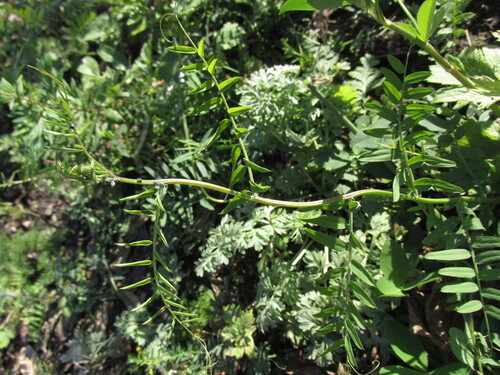 Vicia cracca observed 2026-10-25