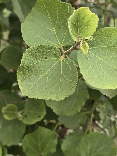 Dombeya observed 2026-10-20