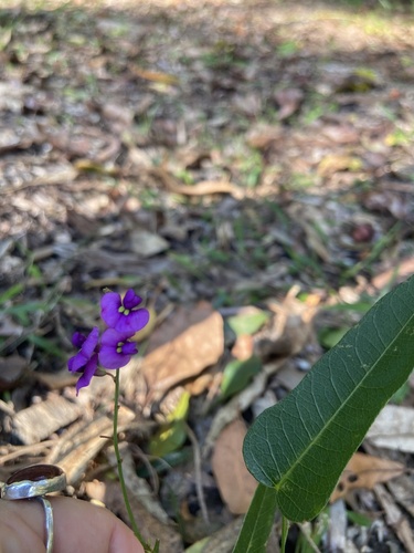 Hardenbergia violacea observed 2026-10-26