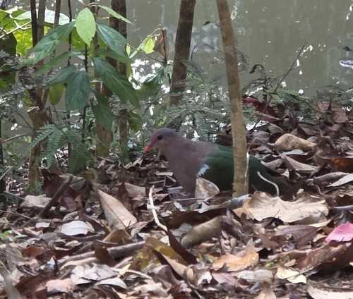 Chalcophaps indica observed 2026-10-26