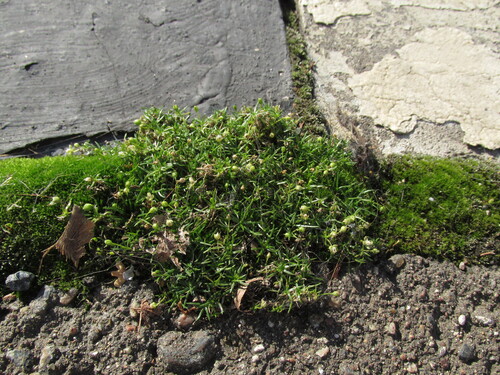Sagina procumbens observed 2026-10-25