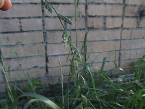 Lolium multiflorum observed 2026-10-25