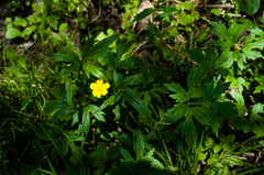 Ranunculus hispidus caricetorum