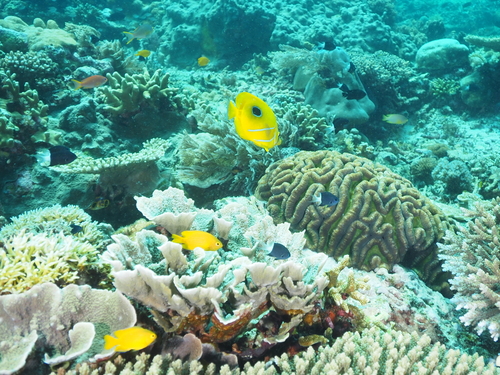 Chaetodon bennetti observed 2026-10-13