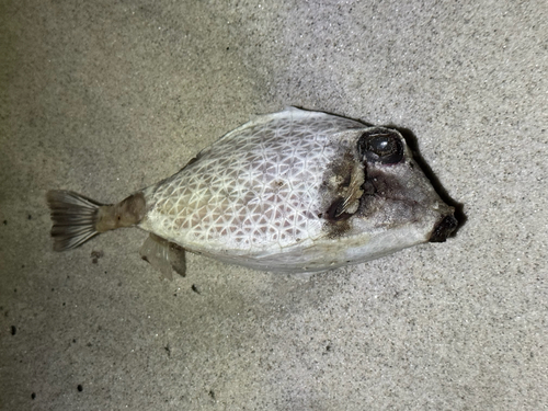 Tetrosomus reipublicae observed 2026-10-24