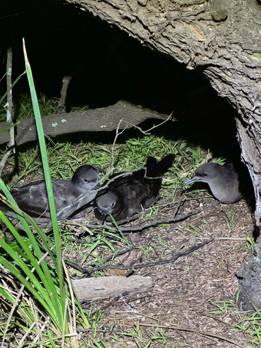 Puffinus pacificus observed 2026-10-24