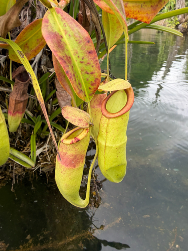 Nepenthes observed 2026-10-26