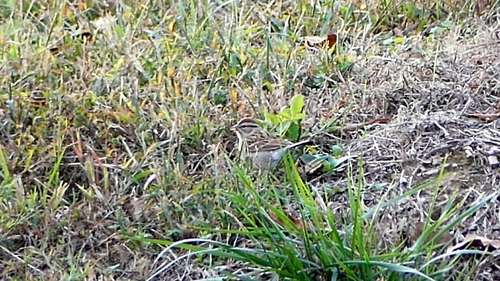 Chipping Sparrow