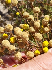 Oncosiphon pilulifer