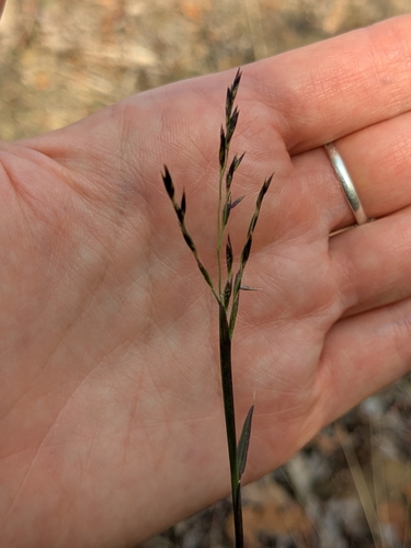 Cleistogenes serotina, 2026-10-23