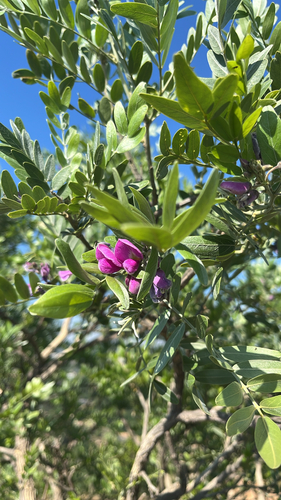 Mundulea, 2026-10-26