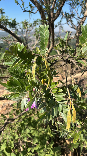 Mundulea, 2026-10-26