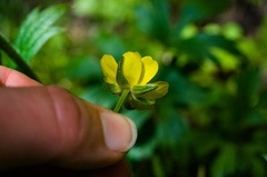 Ranunculus hispidus caricetorum