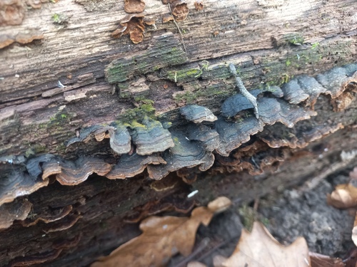 Hymenochaete rubiginosa observed 2026-10-23