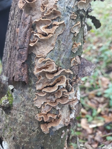 Laxitextum bicolor observed 2026-10-23