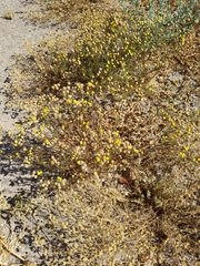 Oncosiphon pilulifer