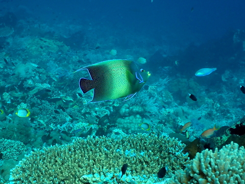 Pomacanthus semicirculatus observed 2026-10-13