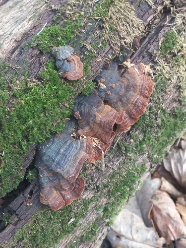 Hymenochaete rubiginosa observed 2026-10-23