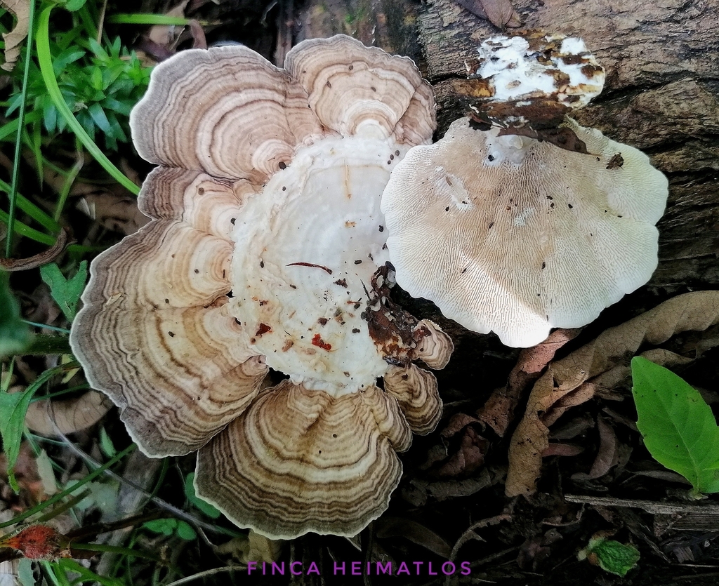 Trametes menziesii · May 2020 · photo: © heimatlos (iNaturalist, cc0)