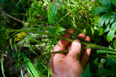 Ranunculus hispidus caricetorum