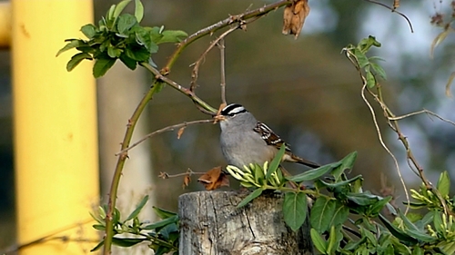 White-crowned Sparrow