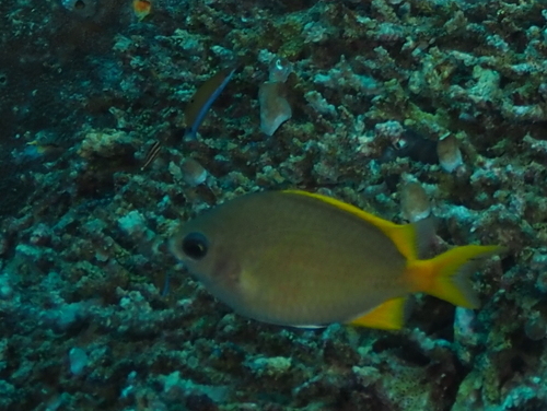 Chromis analis observed 2026-10-13