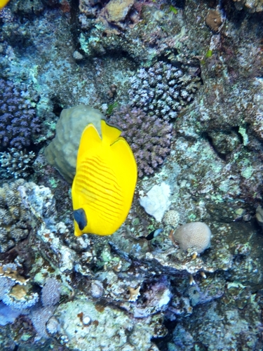 Chaetodon semilarvatus observed 2026-10-25