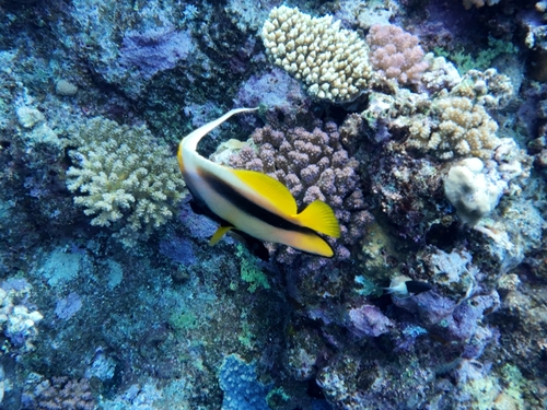 Heniochus intermedius observed 2026-10-25