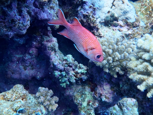 Myripristis murdjan observed 2026-10-25