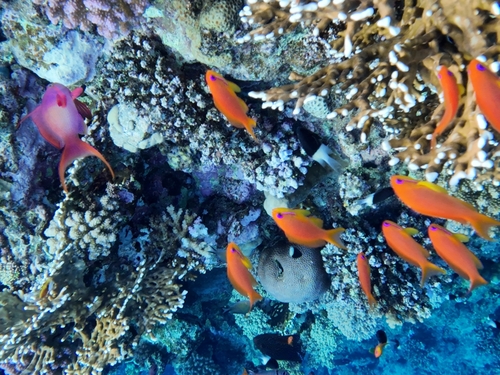 Pseudanthias observed 2026-10-25