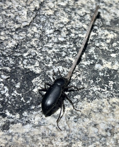 Eleodes delicata