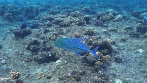 Caranx melampygus observed 2026-10-25