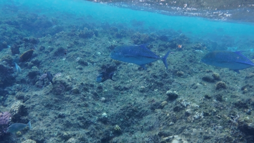 Caranx melampygus observed 2026-10-25