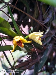 Maxillaria variabilis