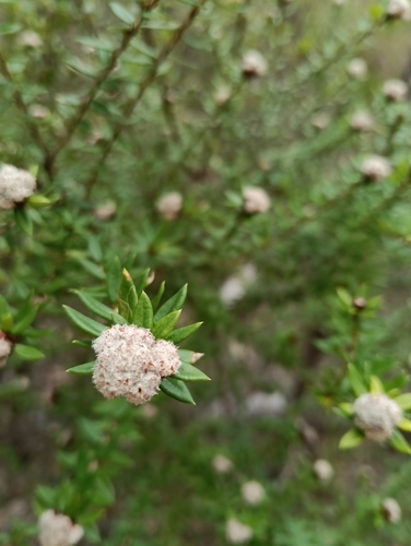 Spyridium scortechinii observed 2026-10-17