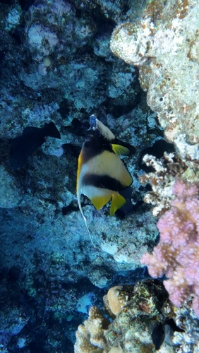 Heniochus intermedius observed 2026-10-25