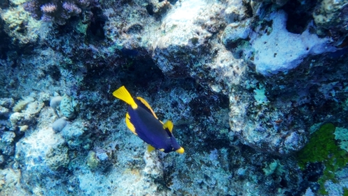 Zebrasoma xanthurum observed 2026-10-25