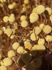 Oncosiphon pilulifer