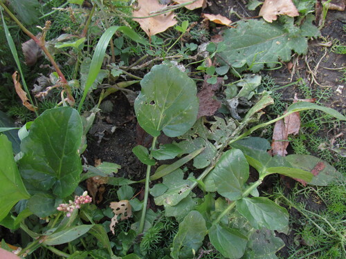 Barbarea vulgaris, 2026-10-25