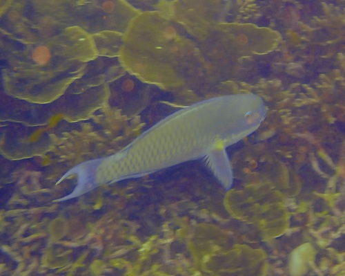 Chlorurus microrhinos observed 2026-10-24
