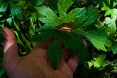 Ranunculus hispidus caricetorum