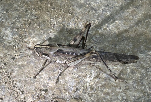 Gray Bird Grasshopper
