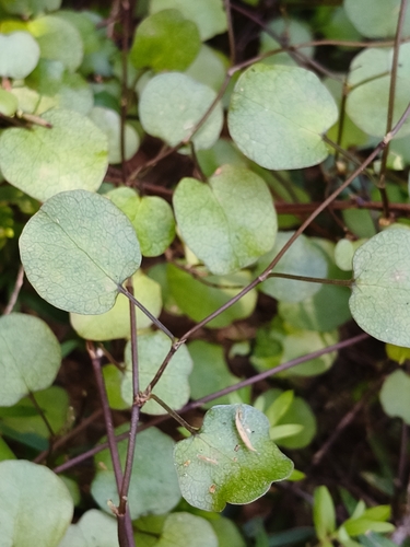 Muehlenbeckia complexa observed 2026-10-24
