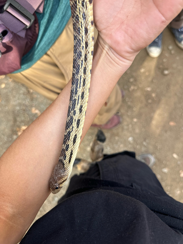 Pacific Gopher Snake