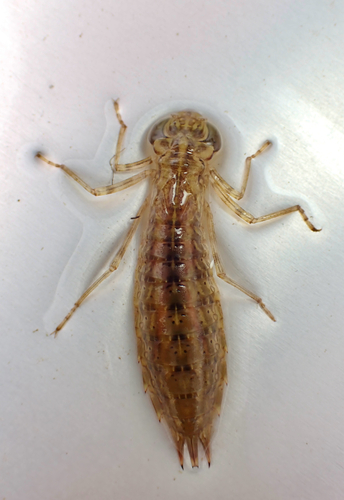 Oriental Lesser Emperor